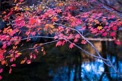 FiveNights2娘化游戏主界面展示